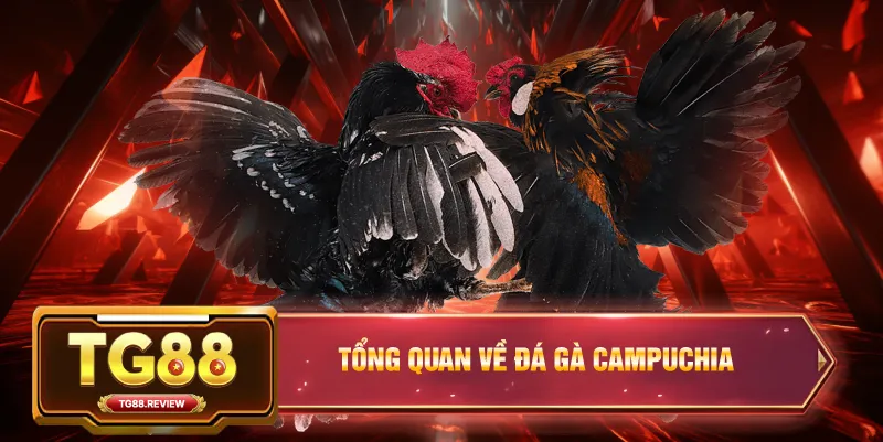 Tổng Quan Về Đá Gà Campuchia